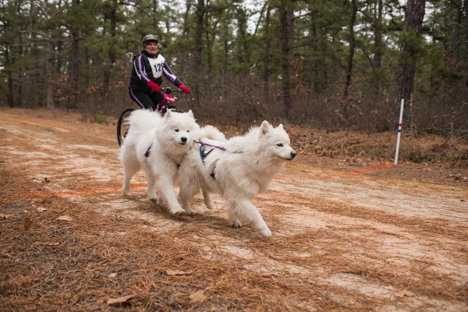 jssdra-race-2014-37.jpg