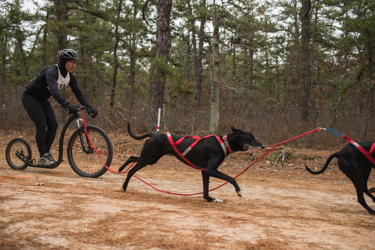 jssdra-race-2014-38.jpg
