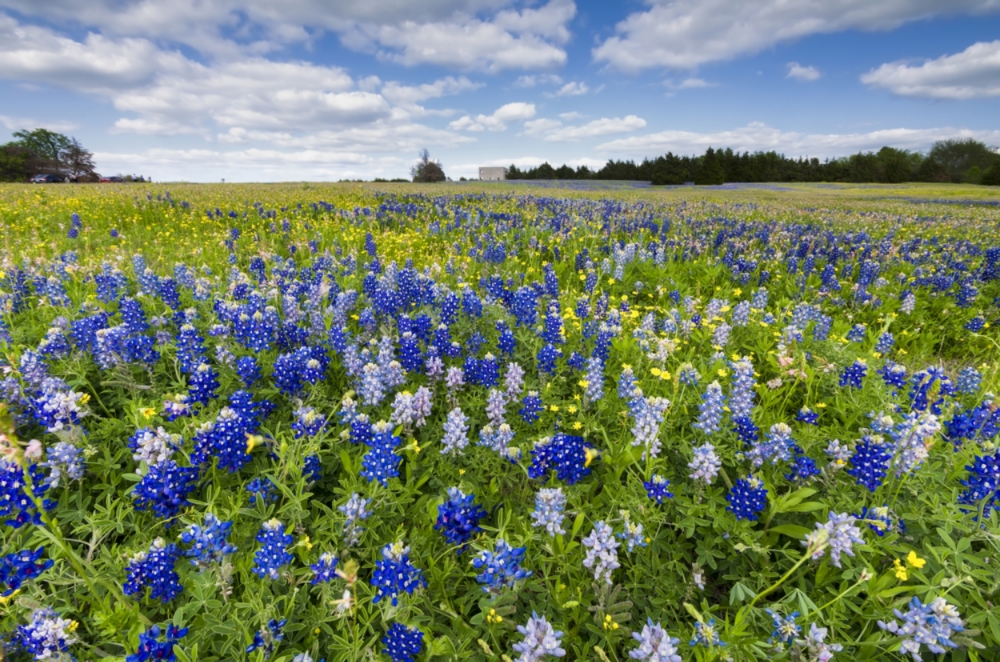 bluebells (orig).jpg