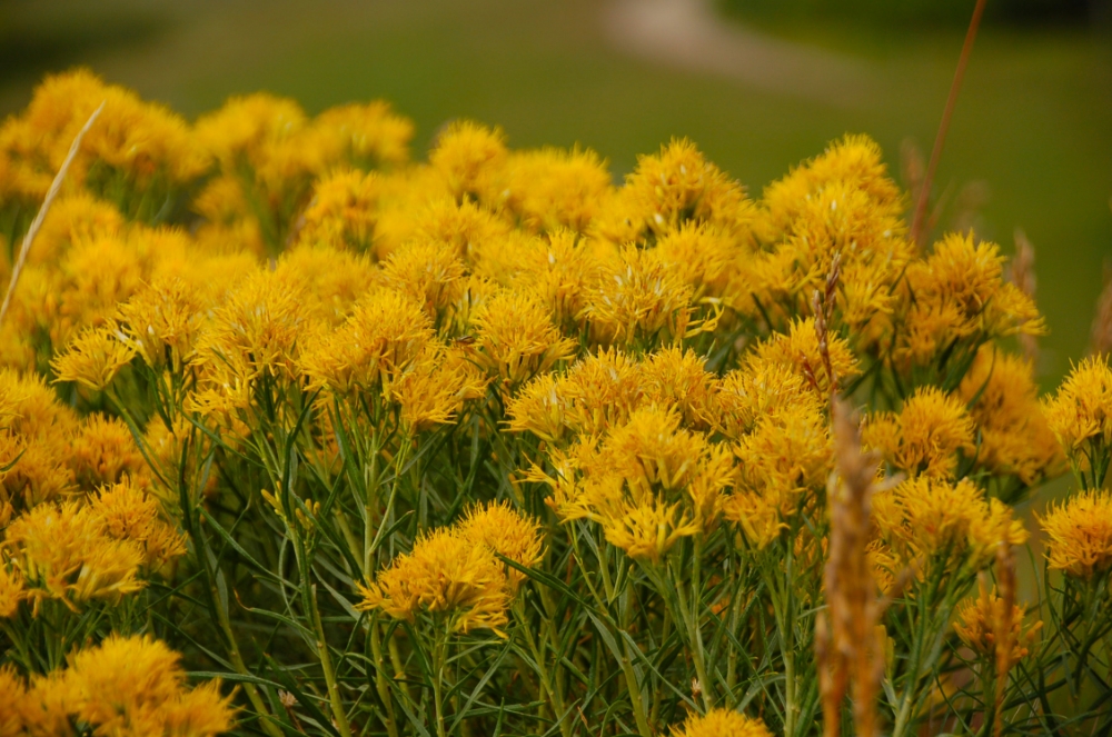 Colorado wildflowers.jpg