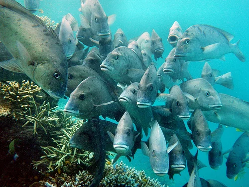 Wipe that look off your face. Great Barrier Reef by Paul Toogood/ cc