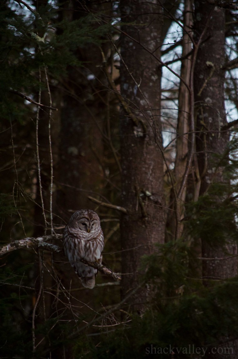 Barred Owl