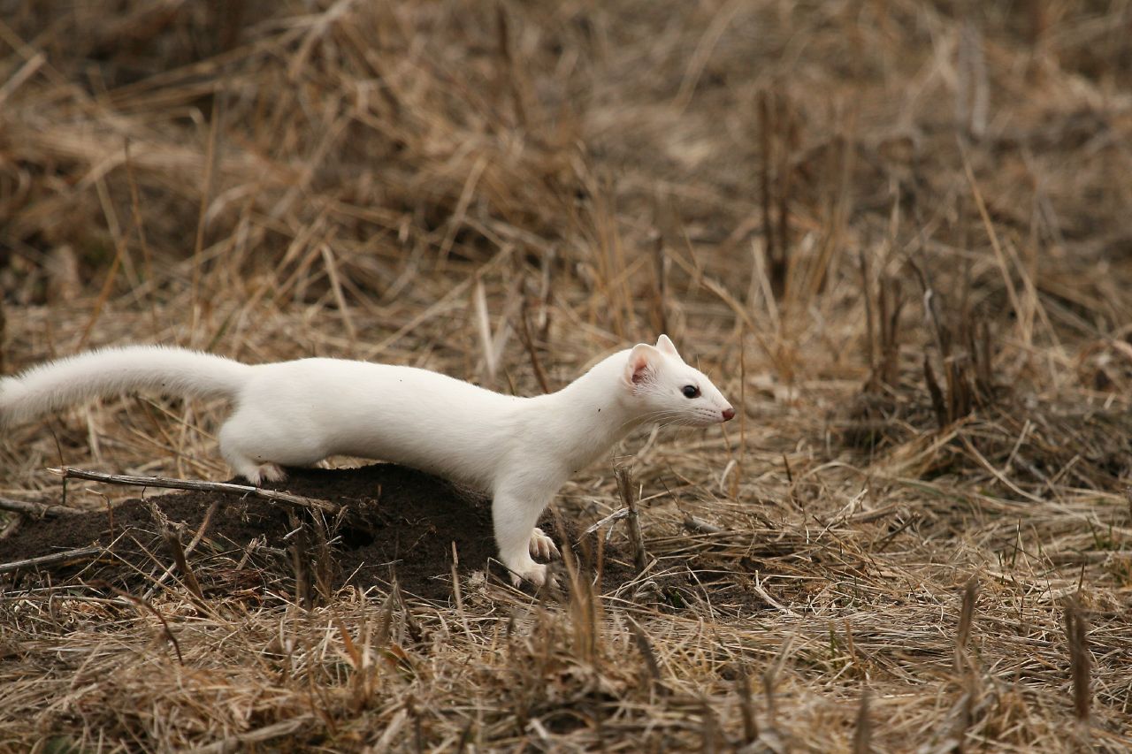 Ermine