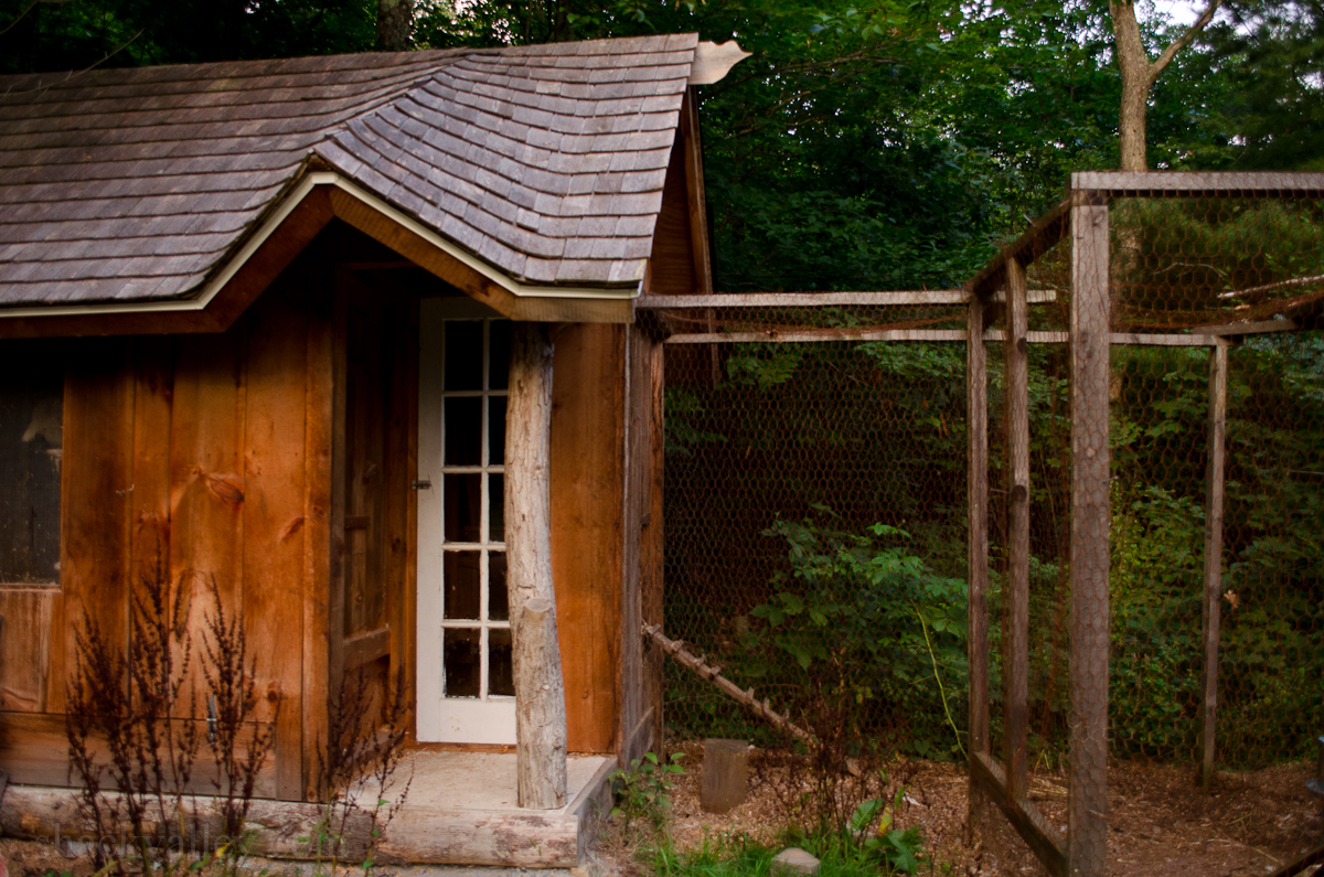 New Chicken Coop Run-18.jpg