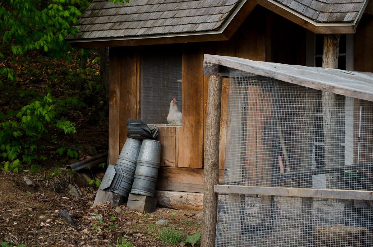New Chicken Coop Run-5.jpg