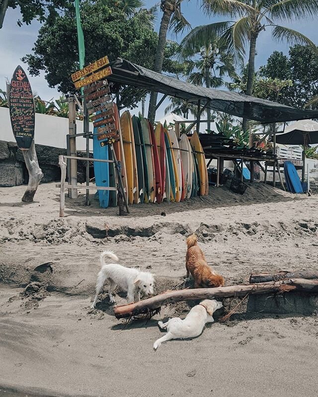 Puppies and surfing - doesn't get much better than that. Had a great time exploring the different surf breaks around the south side of Bali
#bali #surf #puppies