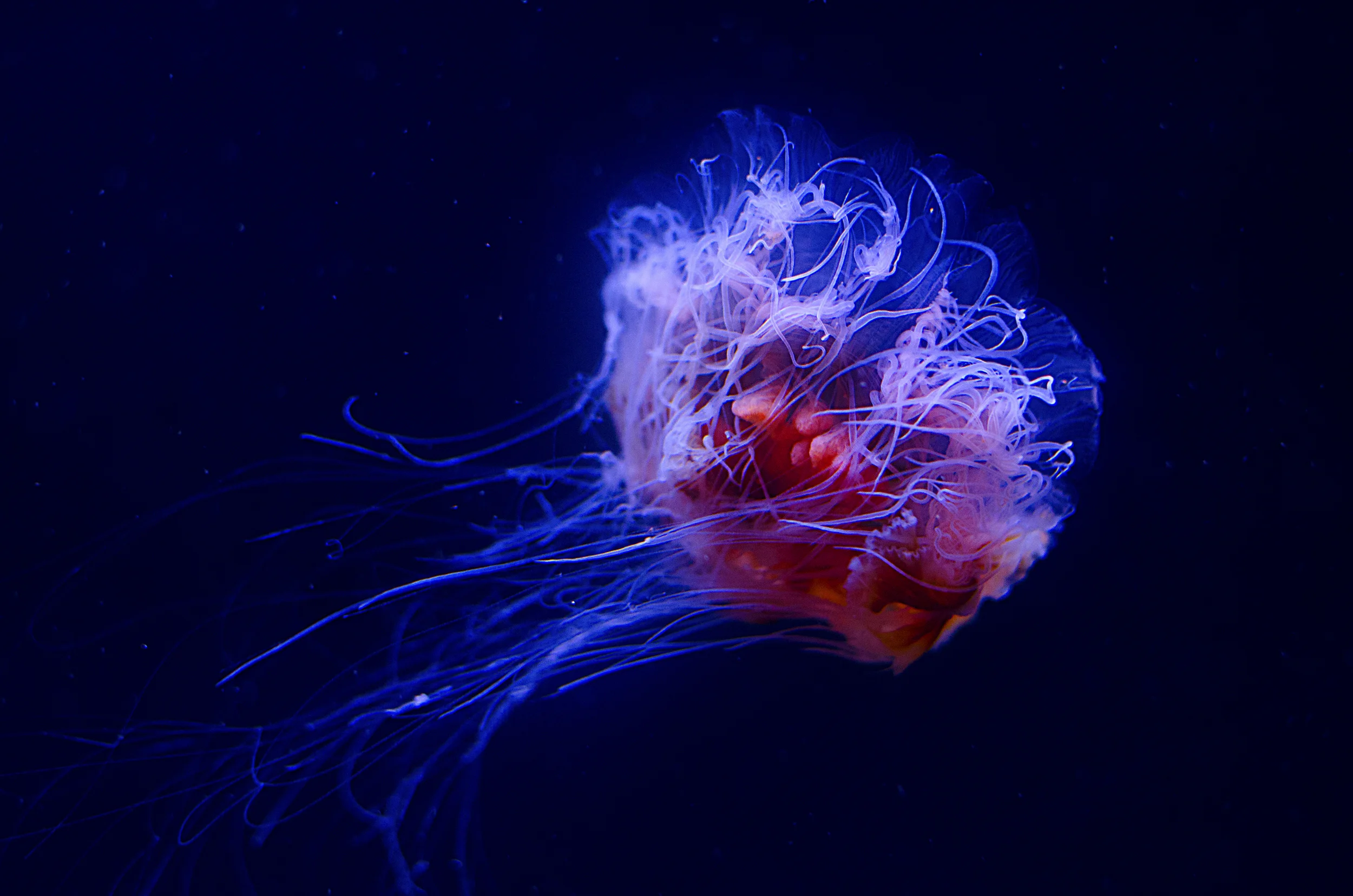 DSC_2119 no watermark.jpg