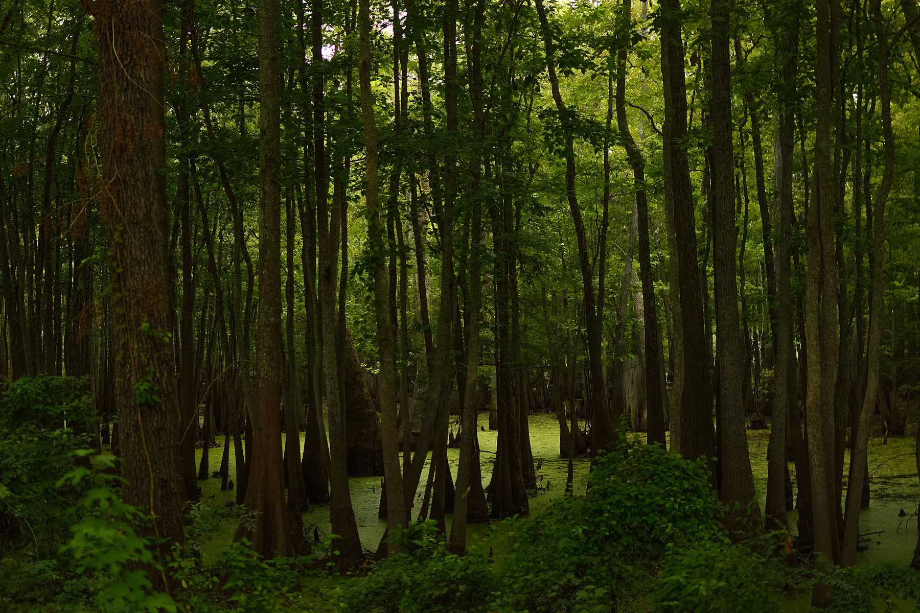 DSC_9142 sm.jpg