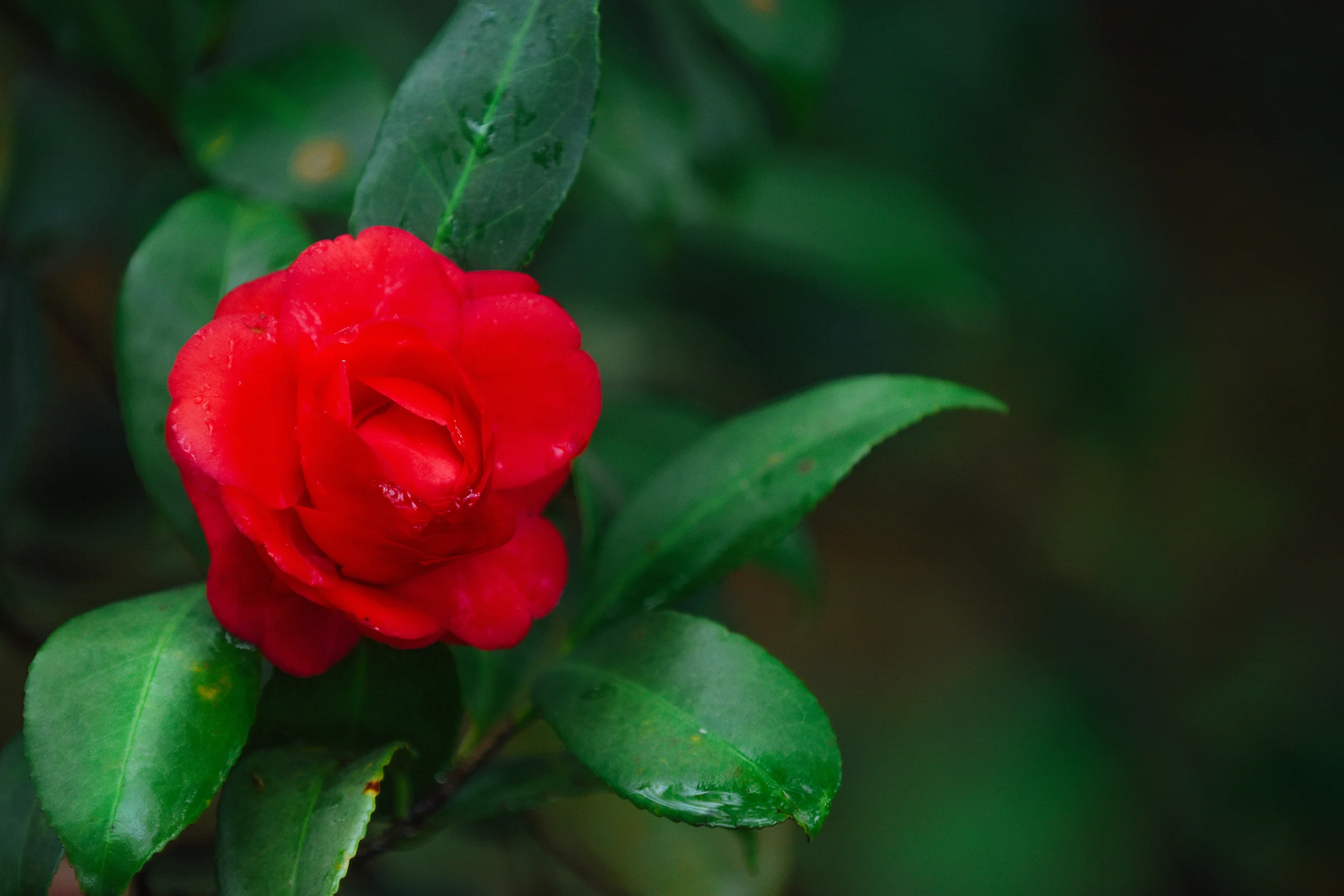DSC_5020sm.jpg