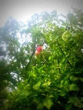 Single magnolia blossom