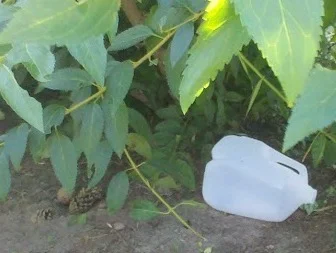 trash.jpg