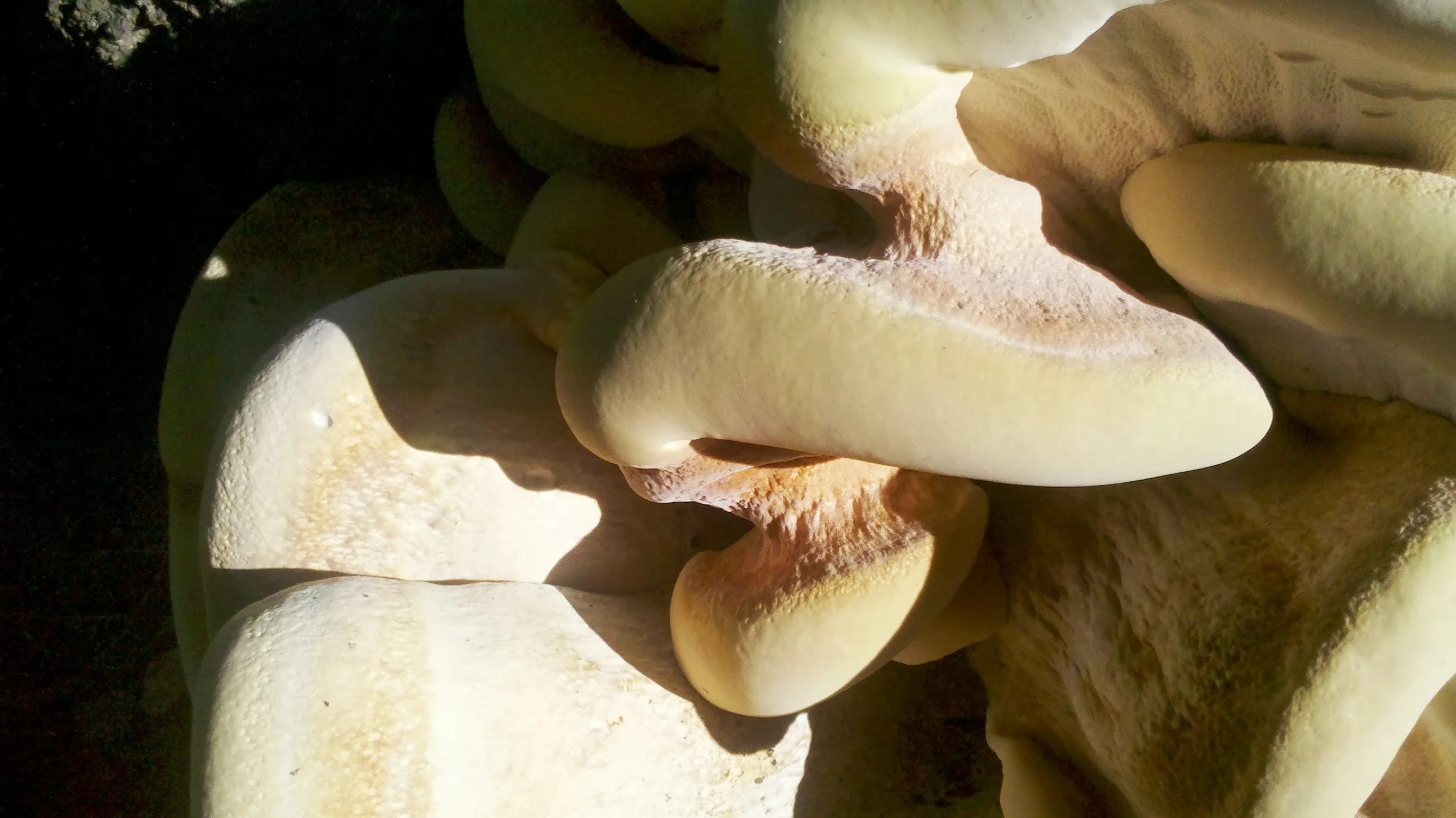 A large mushroom spotted on a walk this afternoon.