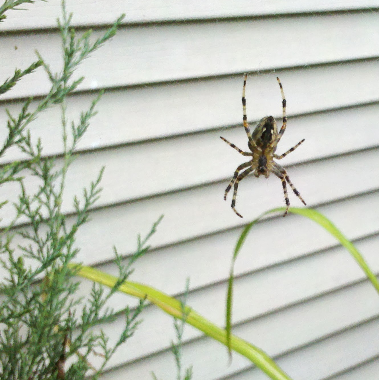 SeeSpider.jpg