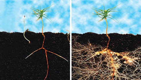 Note the abundance of root growth on the plant treated with a mycorrhizal inoculant vs. the control. Photo credit: world wide web