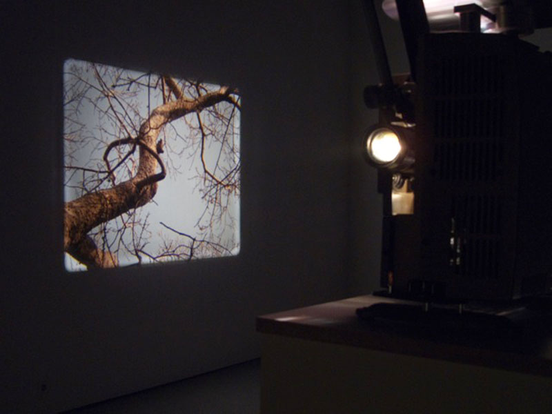 Two Trees 2010 Film installation Two 16mm projectors with loopers Variable size