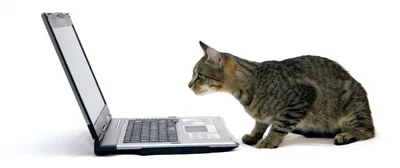 cat-laptop (1).jpg