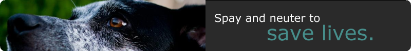 Spay-Header.png