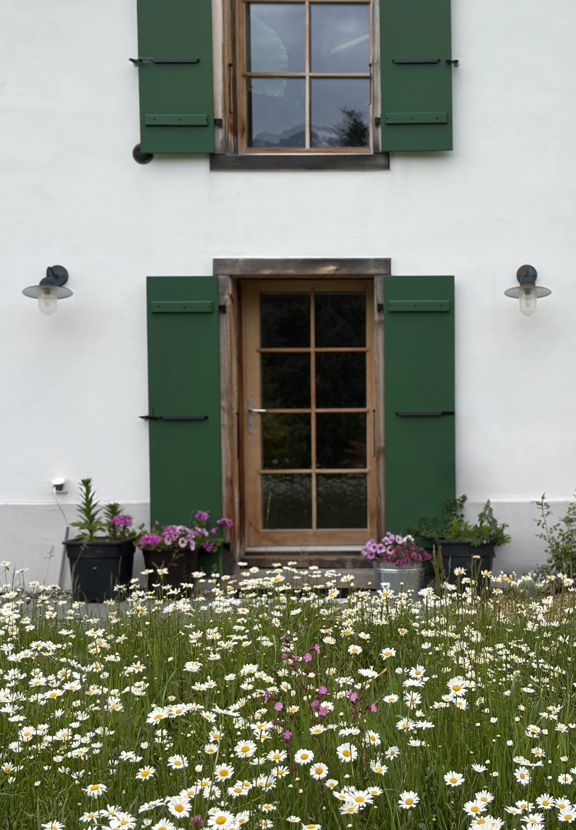 Home studio, White house with green shutters, wooden window, and flower pots with pink and purple flowers in front, surrounded by a field of daisies and other small flowers.