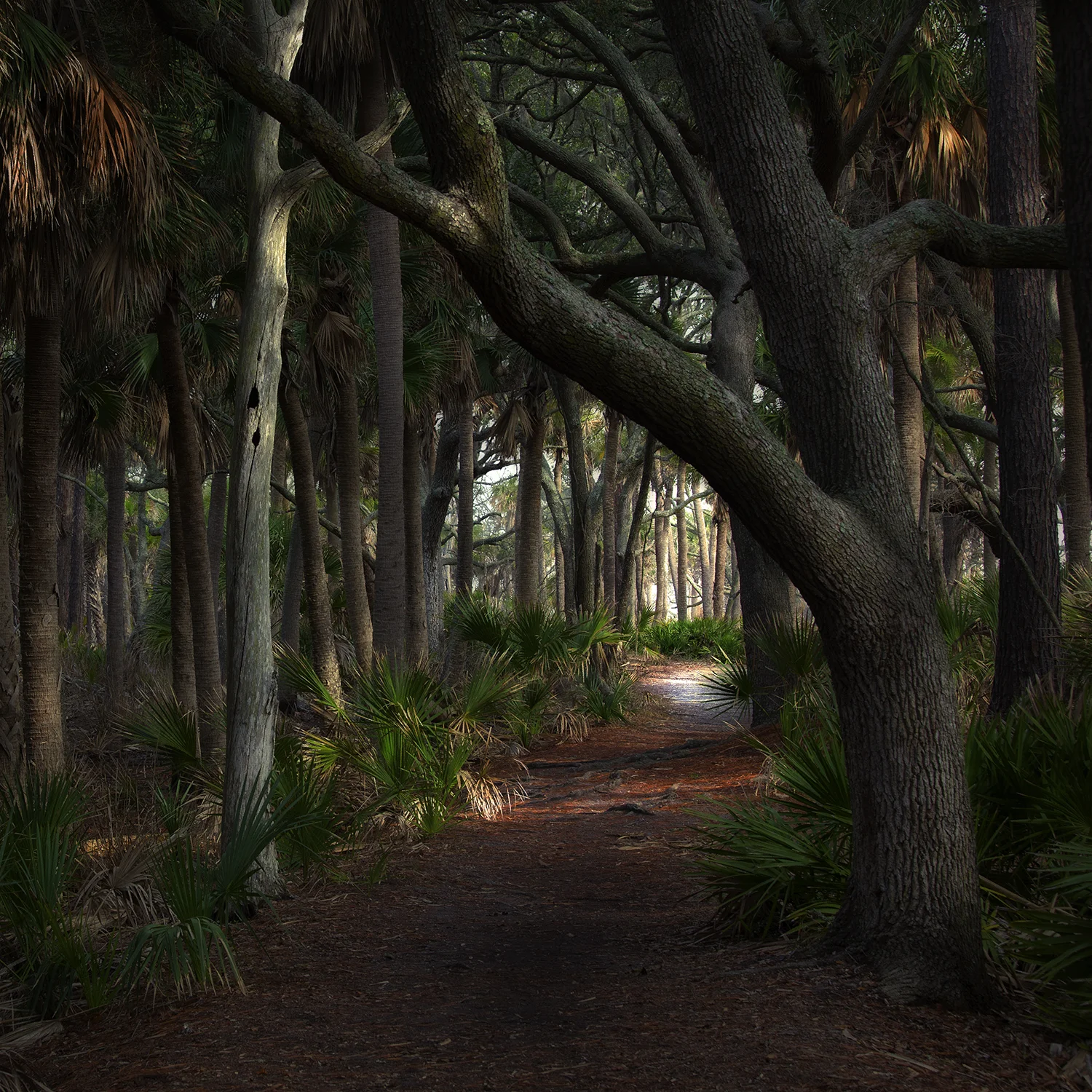 Path, Hunting Island, SC