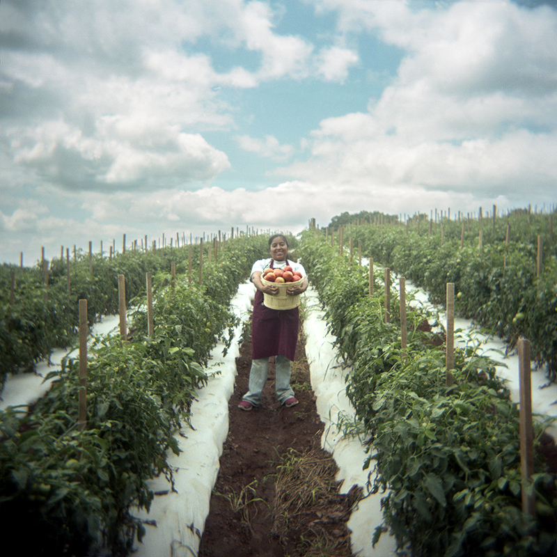 Flavia at Turley's Tomatoes, Hwy 131, Grainger Co