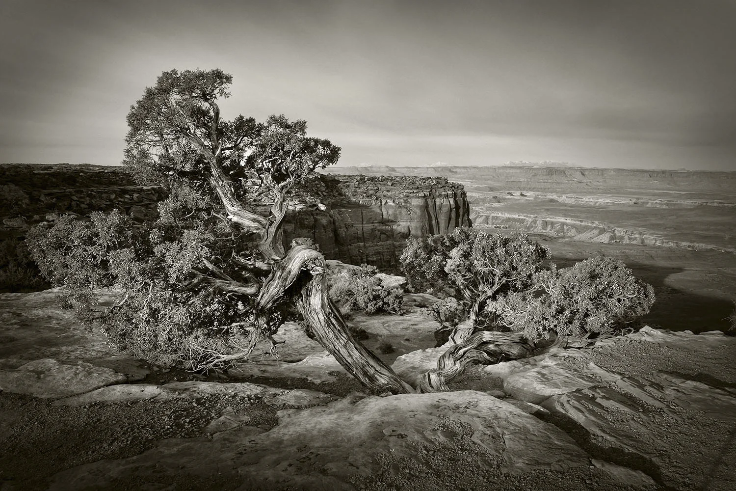 Canyonlands Juniper flattened copy.jpg
