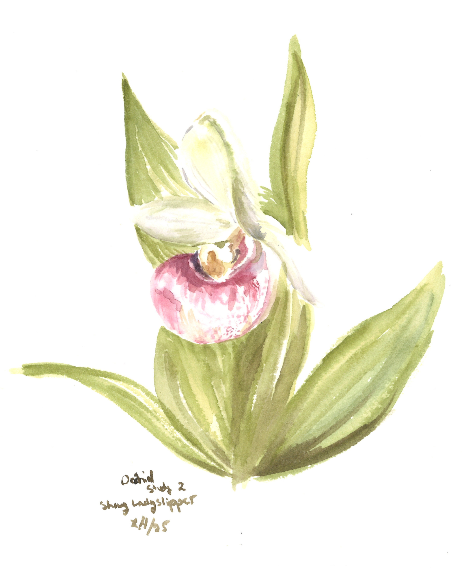 Ladyslipper.png