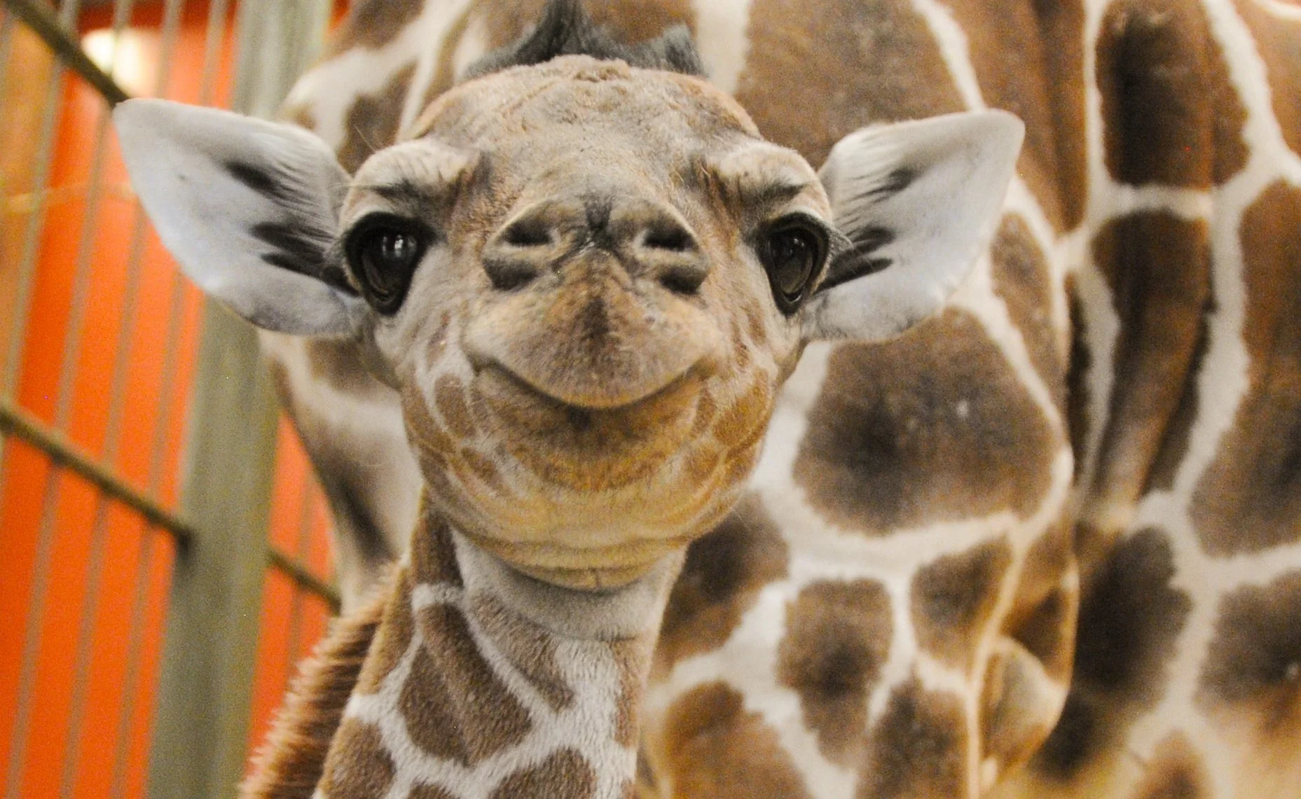 baby_giraffe.jpg
