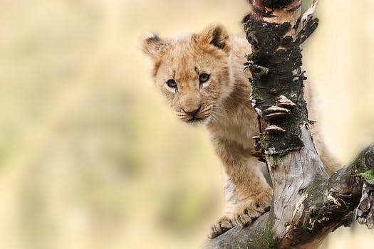 lion_cub.jpeg