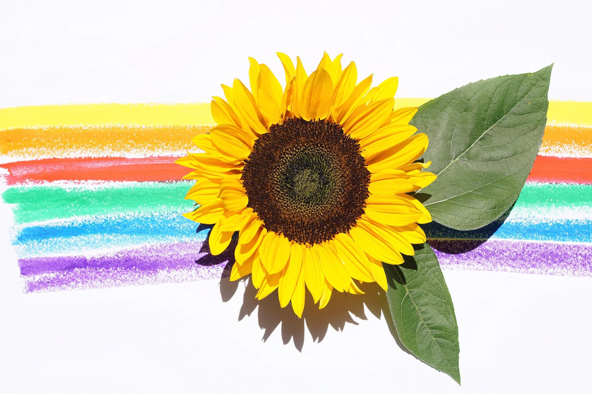 beautiful-blooming-bright-rainbow-flower.jpg