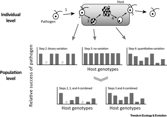 The stepwise infection model at the individual level of the host and its consequences for patterns of variation at the population level.