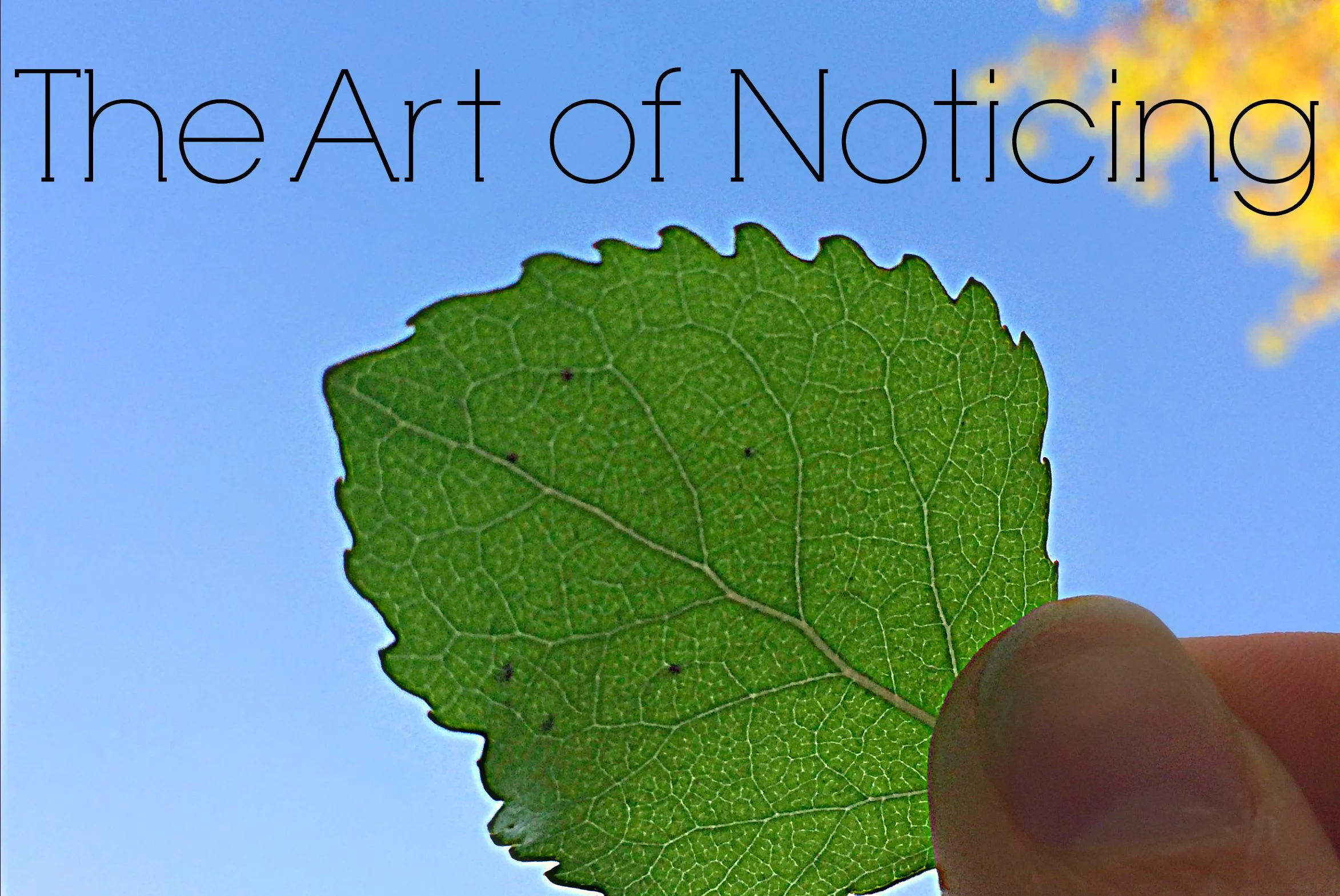 The Art of Noticing