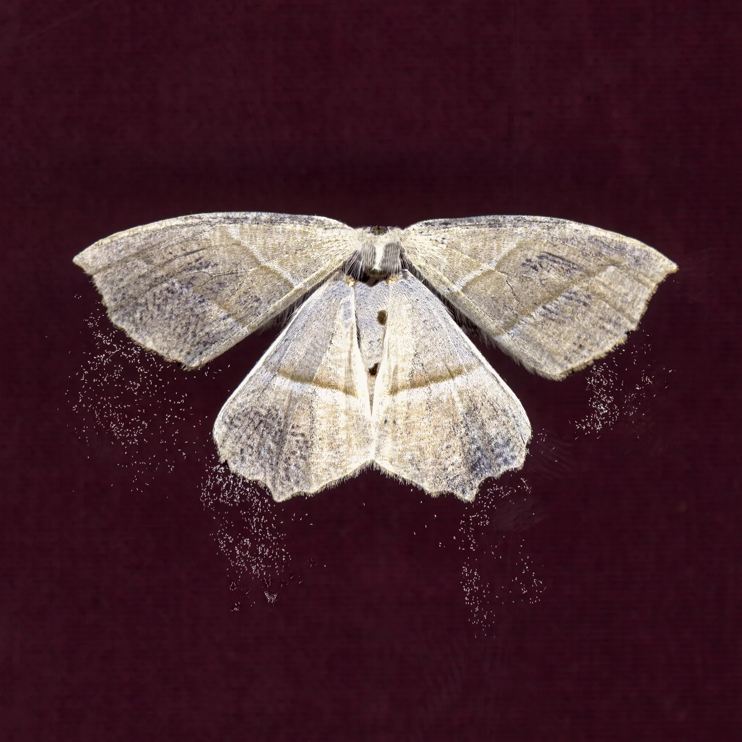 untitled (WHITE)