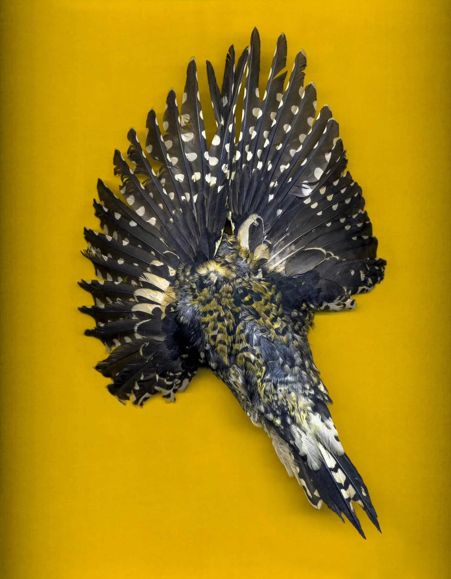 untitled (YELLOW II)