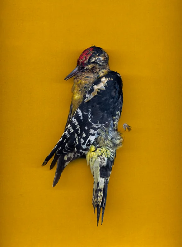 untitled (yellow)