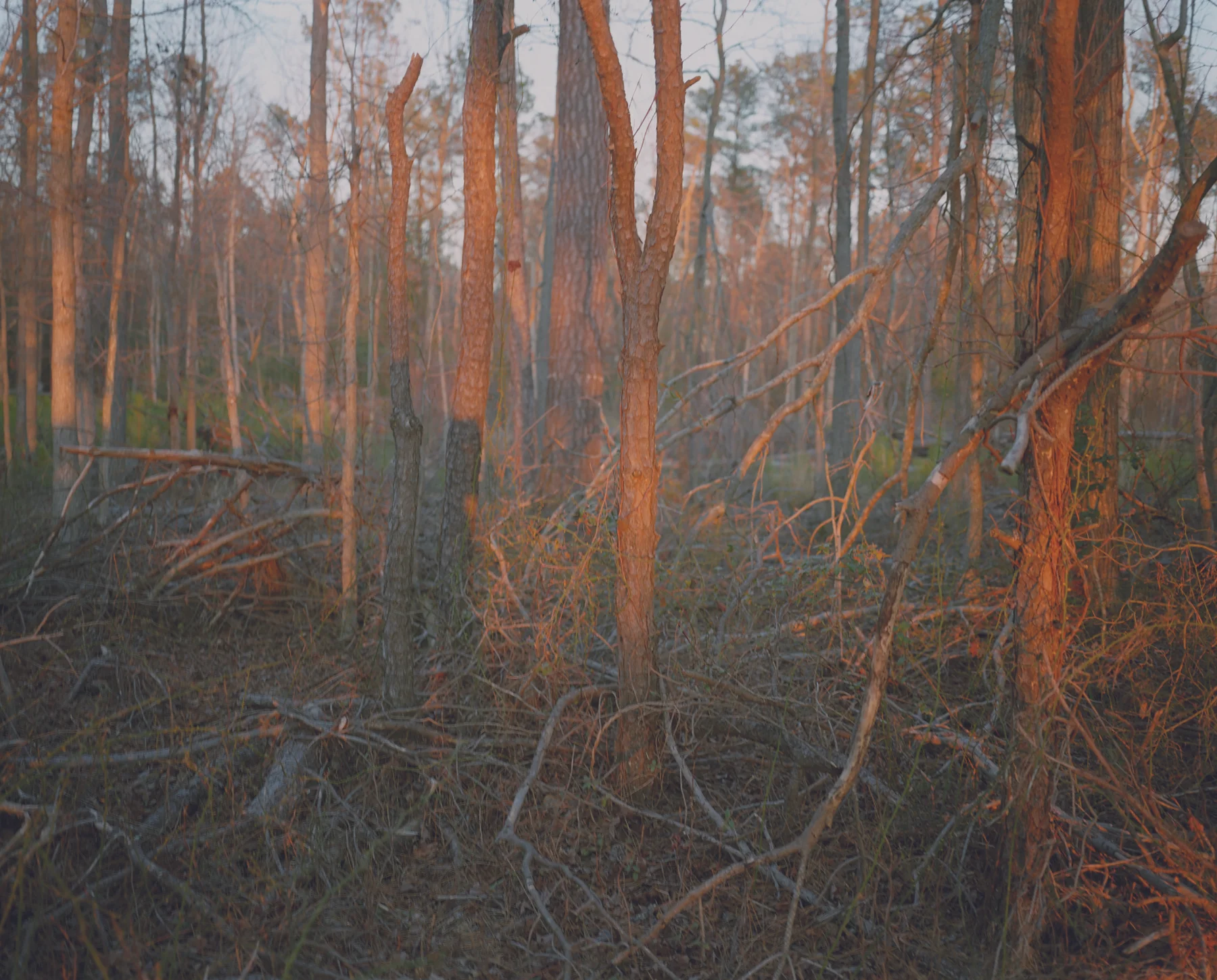after nature (49)