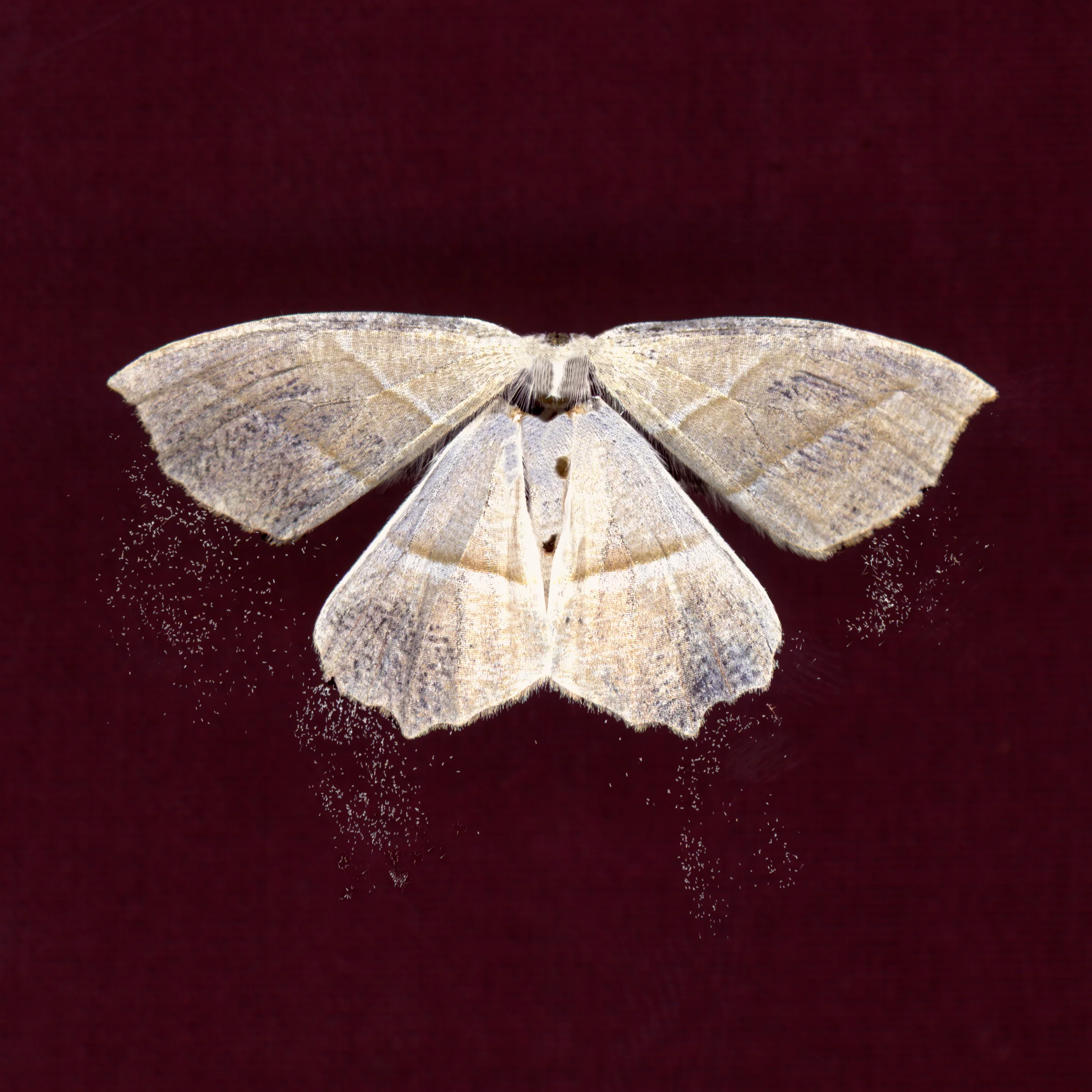 untitled (WHITE)