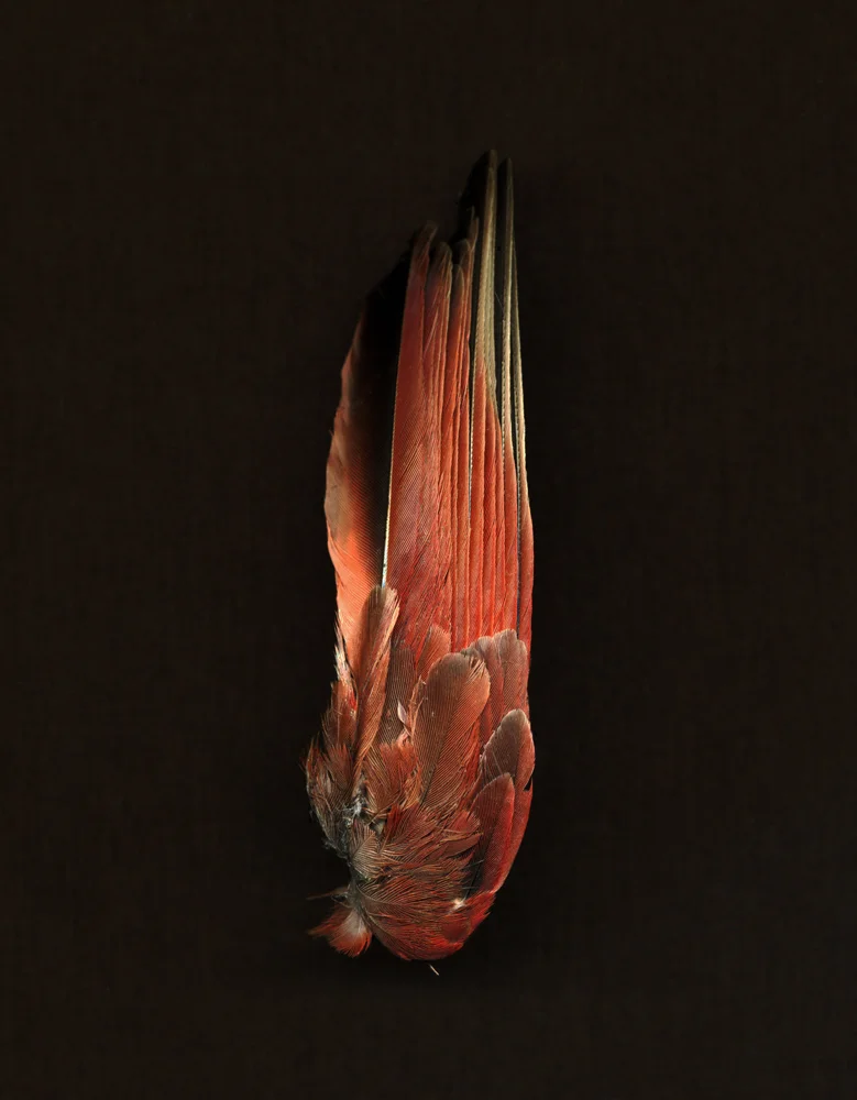 untitled (left)