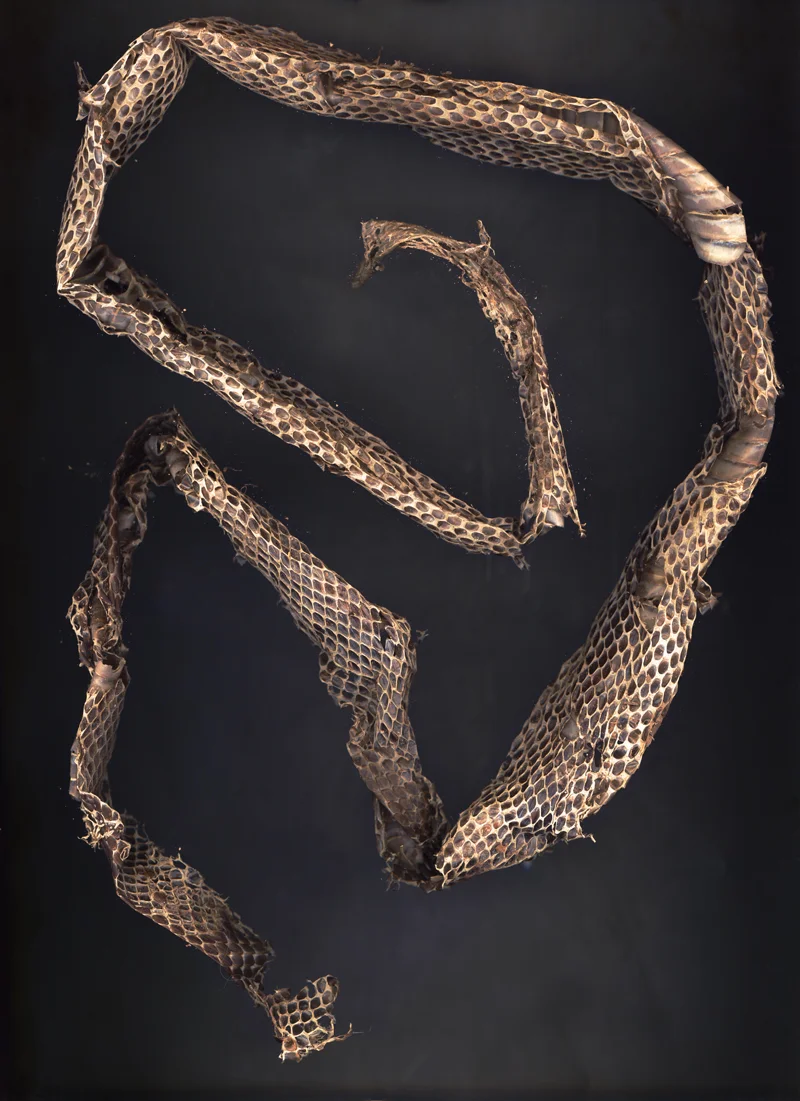 untitled (SKIN)