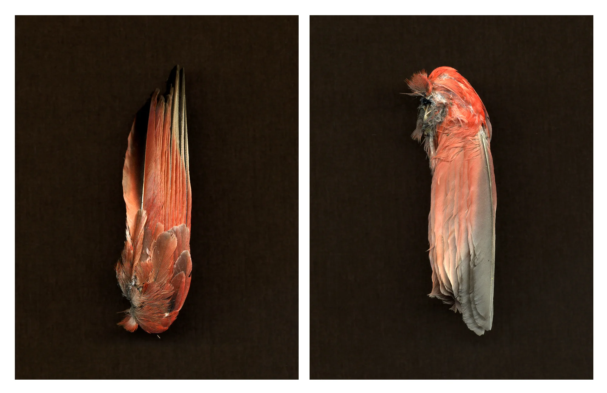 untitled (left + right)