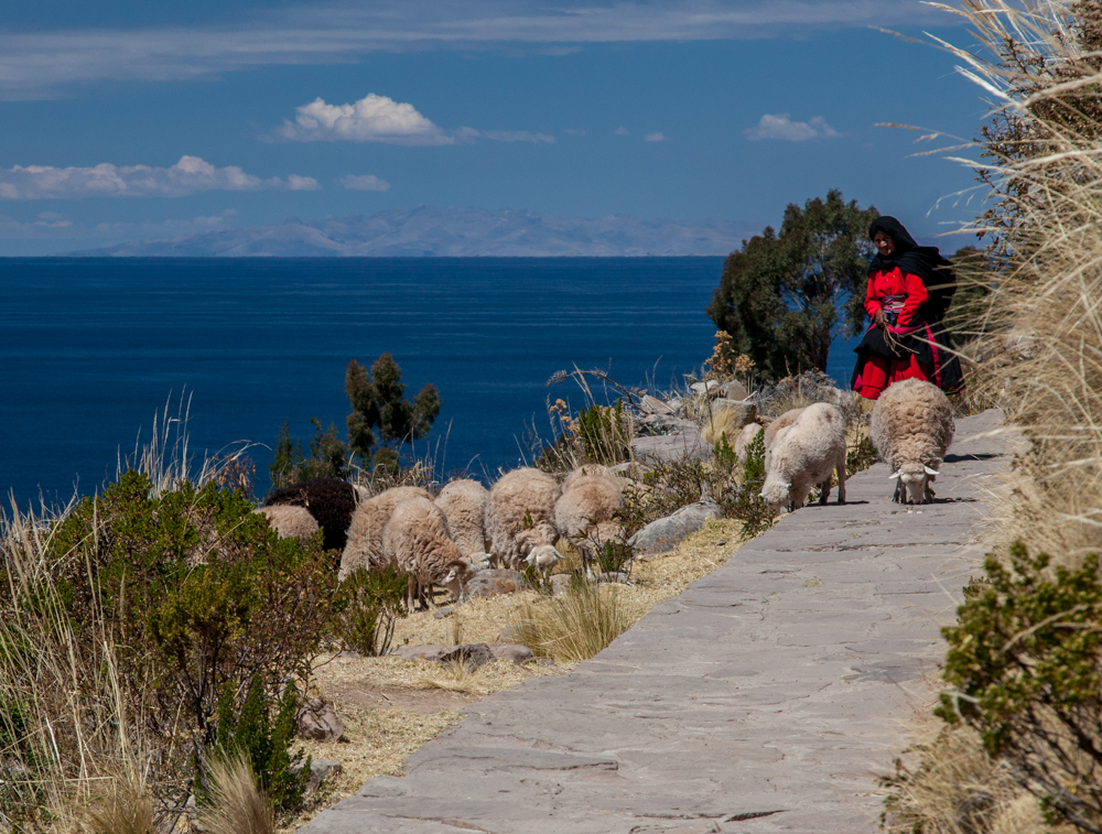 Moving the sheep to a different pasture