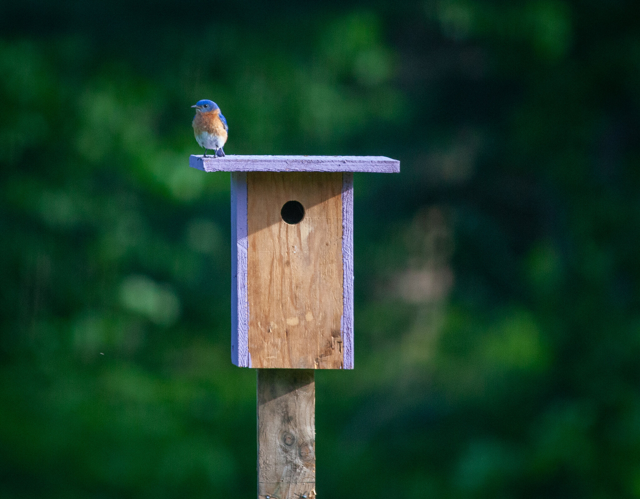 Bluebird