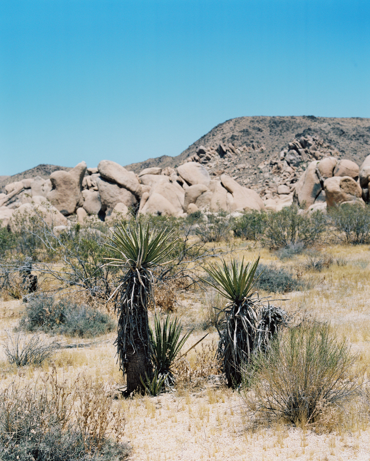 Palm Springs Joshua Tree Travel Film - Diana Ascarrunz Photography-58.jpg