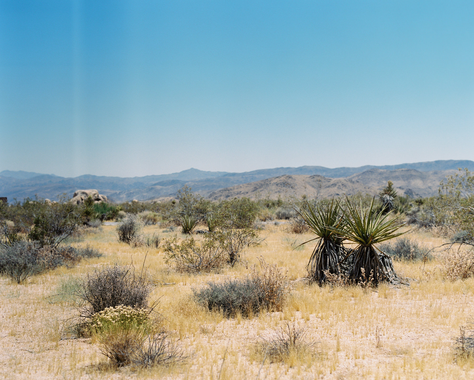 Palm Springs Joshua Tree Travel Film - Diana Ascarrunz Photography-63.jpg