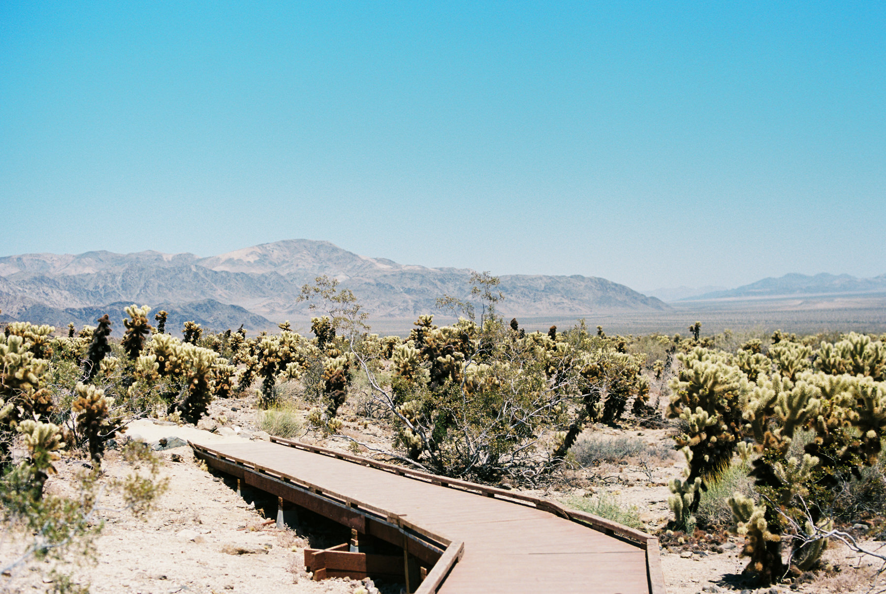 Palm Springs Joshua Tree Travel Film - Diana Ascarrunz Photography-49.jpg