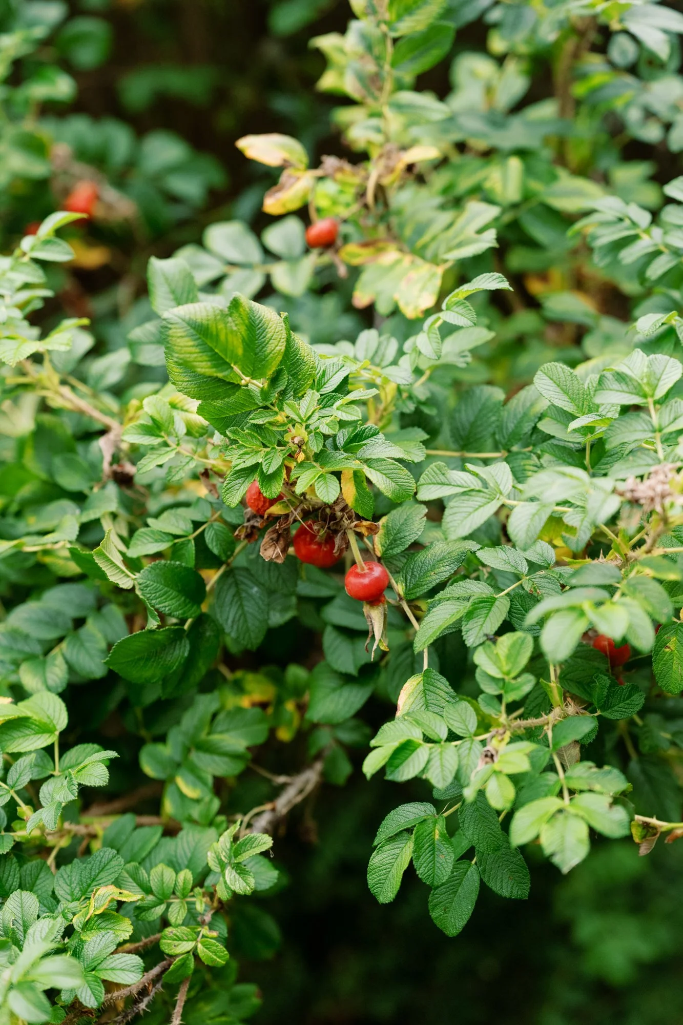 Maine Documentary Film Wedding Photography-30.jpg