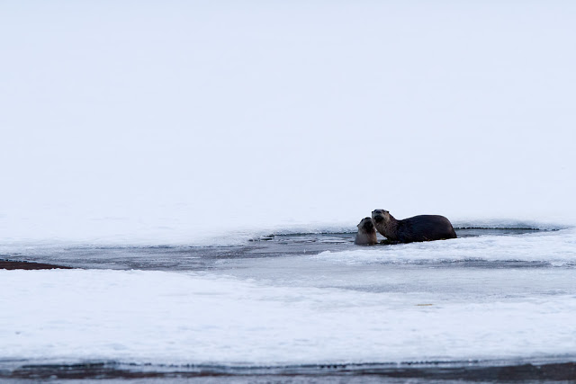 River Otter Pair (Lutra canadensis) - Minnesota Canon 7D + 300mm f2.8L IS