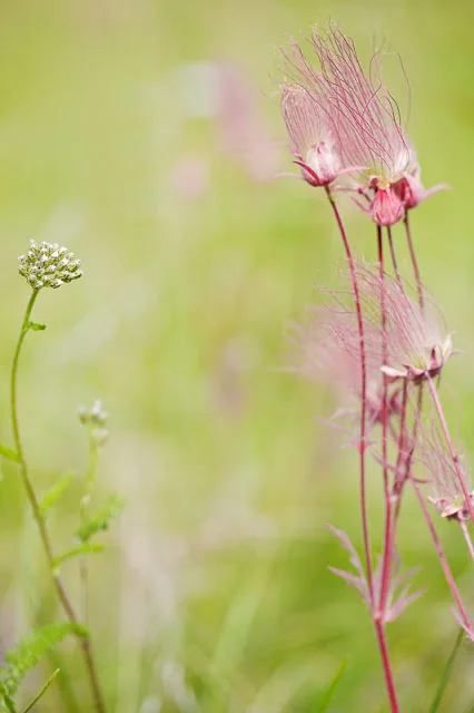 Prairie Smoke (Geum triflorum) - Jasper NP, Canada Canon 5D Mark ii + Canon 100mm f2.8L IS Macro