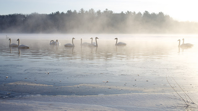 Misty Morning - Vadnais Heights, MN Canon 5D Mark III + Canon 40mm f2.8 STM flat fantastic