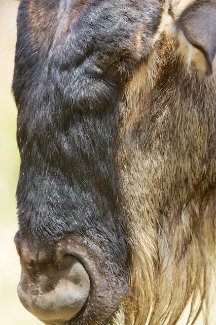 Wildebeest (Connochaetes gnou) Canon 1D mark ii + Canon 300mm f2.8L IS