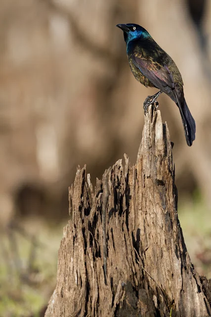 April 7, 2012: Canon 7D + Canon 300mm f2.8L IS @ f3.2 Average Temperature 50.3 ℉, No Precipitation